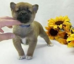 Satiric Shiba Inu Puppies Ready For Adoption
