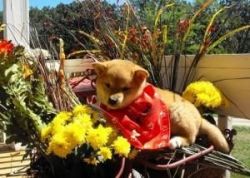 Two Healthy Shiba Inu Puppies For Adoption