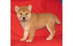 Classic Shiba Inu Puppies For Good Homes
