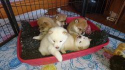 Shiba Inu Puppies available