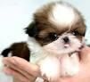 cutty putty trained shih tzu puppies for rehoming,