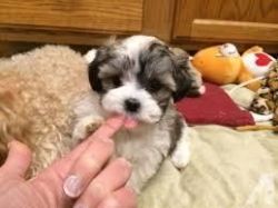 exellent male and female shih tzu for new home
