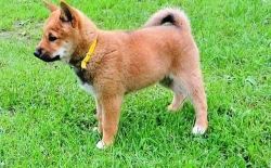 new cute shiba Inu Puppies for adoption