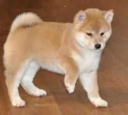 Lovable Shina Inu Puppies available