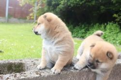 lovely shiba inu pups ready