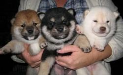 Akc Registered Shiba Inu Pups Ready