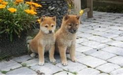 Affectionate Shiba Inu puppies for re-homing