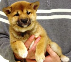 Affectionate Shiba Inu puppies for re-homing