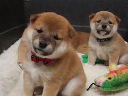 Affectionate Shiba Inu puppies