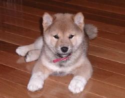 Come Now For Cheap Shiba Inu Puppies For Sale
