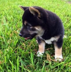 Shiba Inu puppies for adoption