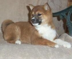 Shiba Inu Puppies available for good homes