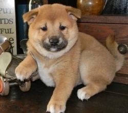 Akc registered Shiba Inu puppies for sale