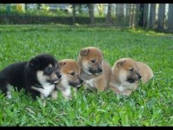 AKc Register Shiba Puppies