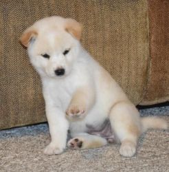 Your Shiba Inu Puppy For The Right Price
