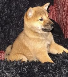 Excellent Shiba inu puppy for sale