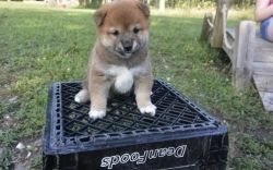 Lovely shiba inu Puppy available