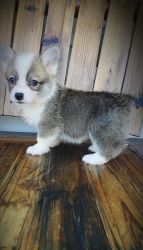 Lovely Corgi puppy for you