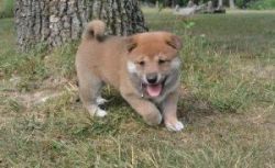 Both Cute Japanese Shiba Inu Puppies Available
