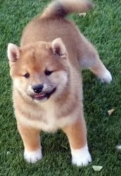 Shiba Inu puppies(for adoption)
