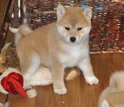 Quite Shiba Inu Puppies Male And Female