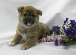 Curley Red shiba inu Ready Now