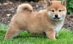 Adorable Shiba Inu puppies of the proper size