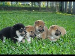 Register Shiba Puppies
