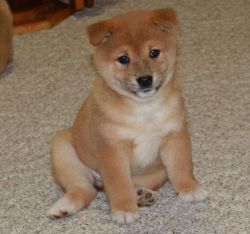 ery classic , special and beautiful shiba inu puppies now ready for ad