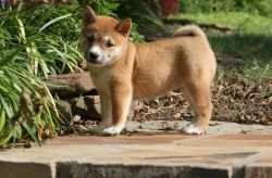 Adorable Akc Black and Red Shiba Inu puppies for sale