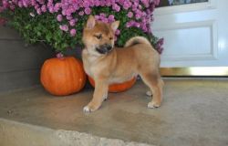 xczx Shiba Inu Puppies for Sale