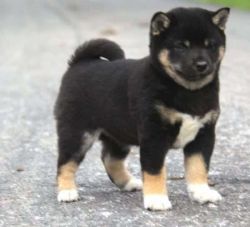 Rianna is a sweet Shiba Inu pups with a playful personality.