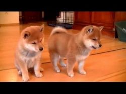 Neat and healthy shiba inu puppies for sale