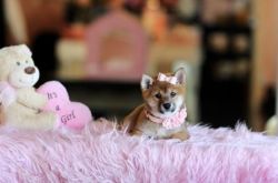 Gorgeous Shiba Inu Puppies Available Today