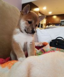 healthy, pure shiba inu, great with kids and families.