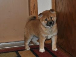 Shiba Inu male and female puppies for sale now