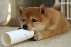 Cognizant Red Shiba Inu Puppies Available