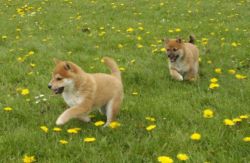AKc Reg Japanese Shiba Inu Puppies Ready