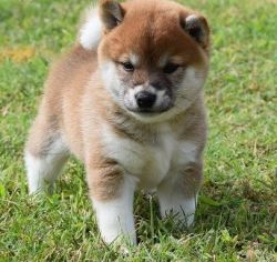 Beautiful liter of Shiba Inu available and ready
