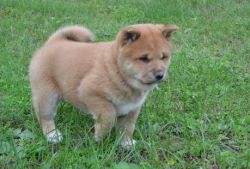 Healthy male and female Shiba Inu puppies for sale