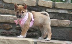 Gorgeous Shiba Inu puppies for sale