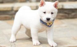 Beautiful Shiba Inu Puppies. Text (xxx) xxx-xxx2
