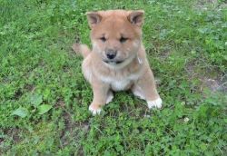 Meet our stunning Shiba Inu puppies for sale