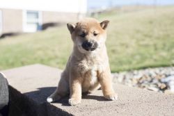 outstanding Shiba Inu puppies looking for lovely homes
