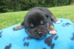 Family Raised Shiba Inu Puppies