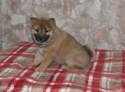 Shiba inu puppies for sale