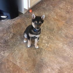 Black and Tan Shiba Inu Puppies Ready Now
