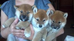 Shiba Inu Puppies for Sale (xxx) xxx-xxx0