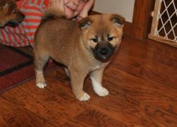 Home Raised Shiba Inu Puppies For Sale
