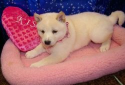 Cute Shiba Inu puppies for sale